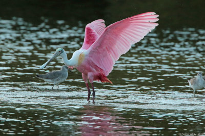 RoseateSpoonbill0E8A2192.jpg