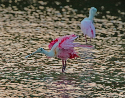 RoseateSpoonbill0E8A2733.jpg