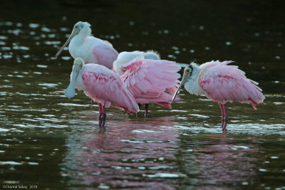 RoseateSpoonbills0E8A2171.jpg