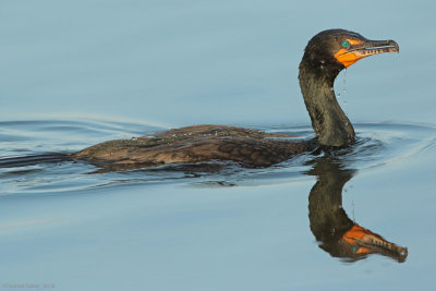 DoublecrestedCormorant0E8A1671.jpg