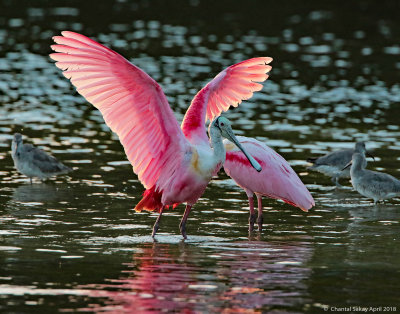 RoseateSpoonbill0E8A2280.jpg