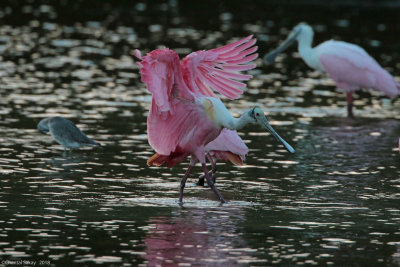 RoseateSpoonbill0E8A2527.jpg