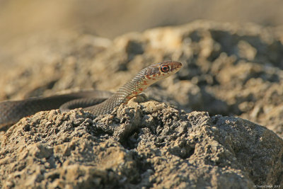 SnakeHT6A3549.jpg