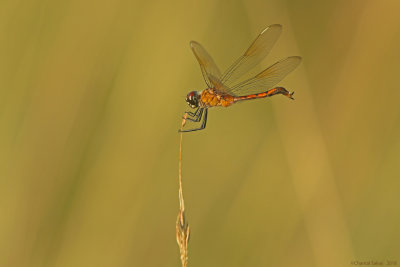 Four-spotted Pennant Dragonfly-HT6A5476.jpg