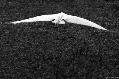 Great-Egret-in-Flight-HT6A7476.jpg