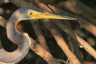 Tricolored-Heron-HT6A3667.jpg