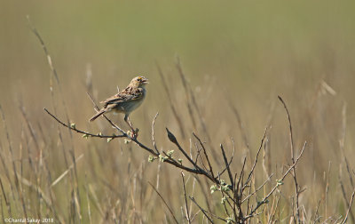 Grasshopper-Sparrow-0E8A4454.jpg