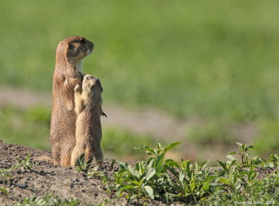 Prairie-Dogs-0E8A4240.jpg