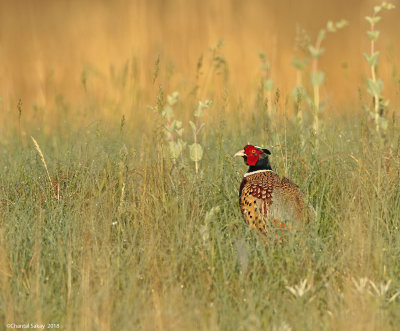 Ring-necked-Pheasant-0E8A2829.jpg