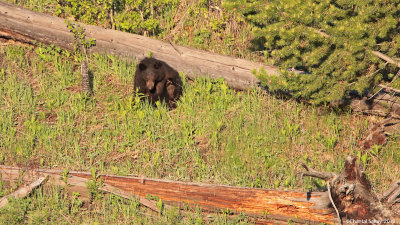 Black-Bear-0E8A1967.jpg