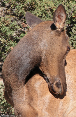 Elk-0E8A2492.jpg