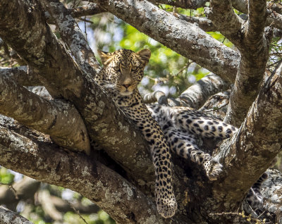 serengeti national park, tanzania