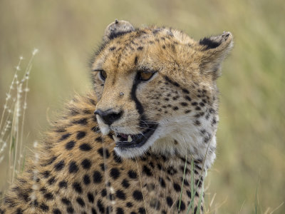 serengeti national park, tanzania