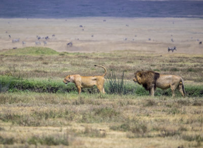 ngorongoro crater, tanzania