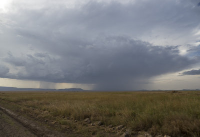 a rain shower over the serengeti in tanzania