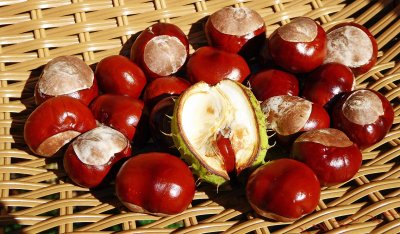 chestnuts