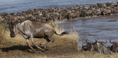 Wildebeest river crossing