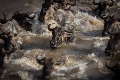 Wildebeest river crossing