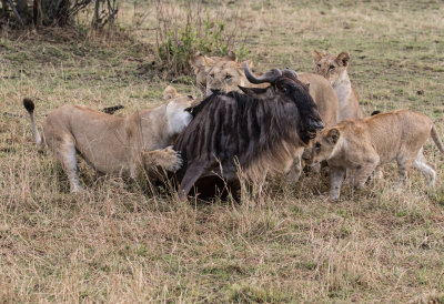 Lion pack taking down a wildebeest