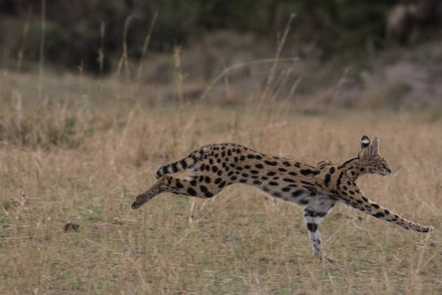 Cerval