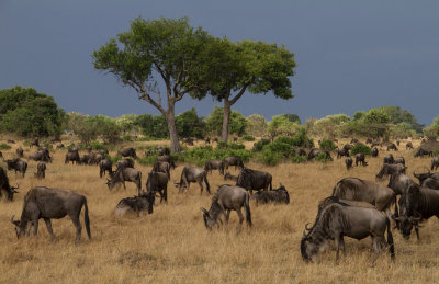 Wildebeest