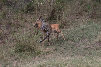Leopard taking down a Impala