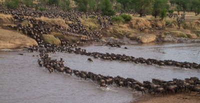 Wildebeest river crossing