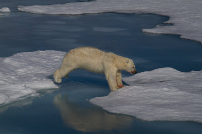 Svalbard 2016