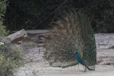 india_2016