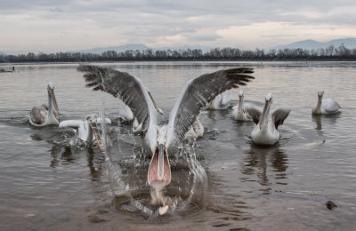 White Pelican