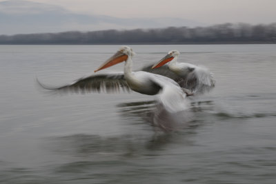 White Pelicans