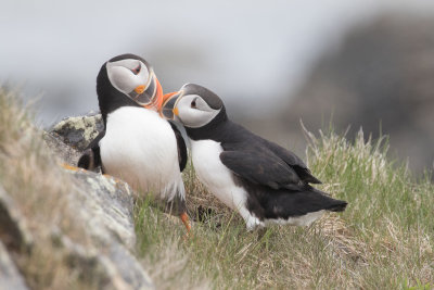 Atlantic Puffin