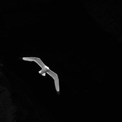 20170614-_I5A2270 BW.jpg