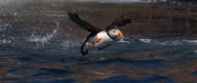 Atlantic Puffin taking off