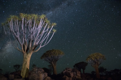 Quiver Trees, Nambia