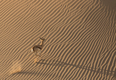 Springbok racing up a dune, Namibia