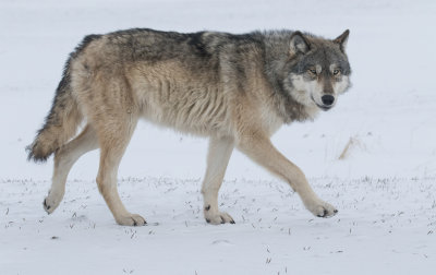 Grey Wolf