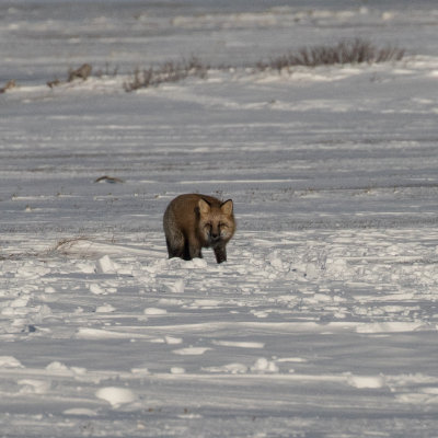 Red Fox