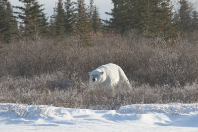 Polar bear