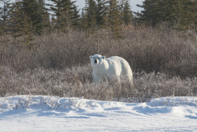 Polar Bear