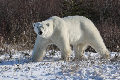 Canadian Polar Bears & Wolves 2017