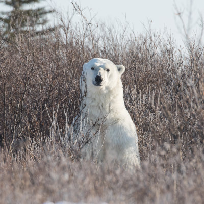 Polar Bear