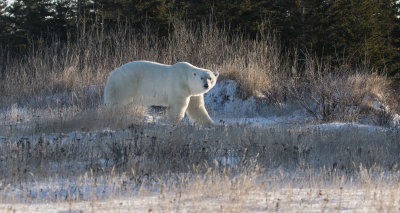 Polar Bear