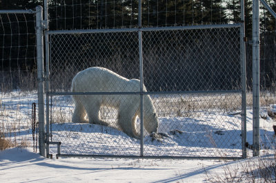 Polar Bear outside our compound