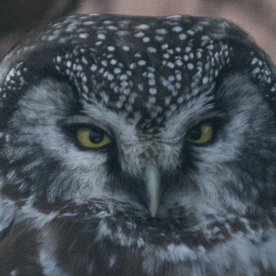 Boreal Owl