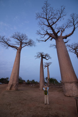 Grandider's Baobab