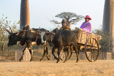 Horse drawn cart in front of Baobab trees