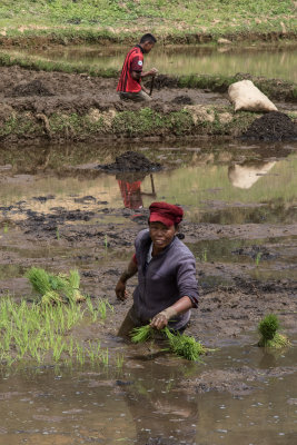 Planting rice paddies