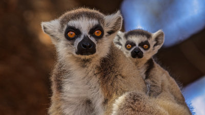 Ring tailed Lemur