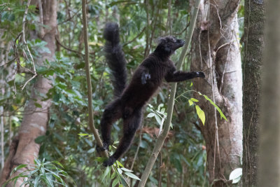 Male Black Lemur